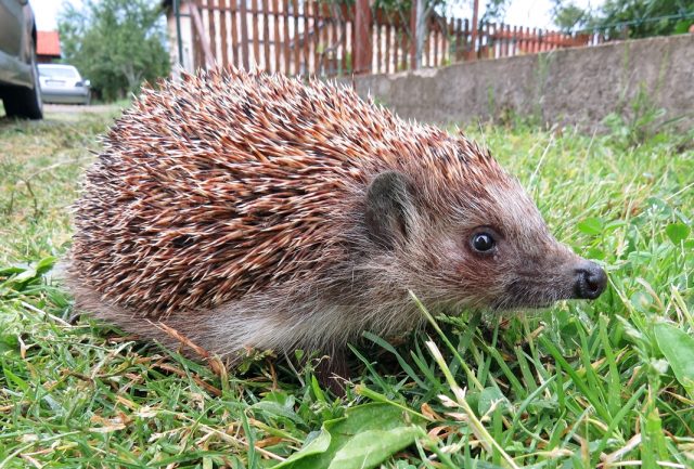 Životinje u gradovima